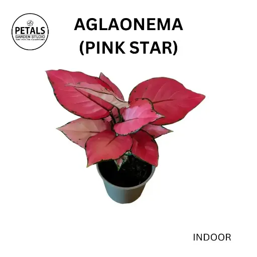 Aglaonema (Pinkstar)