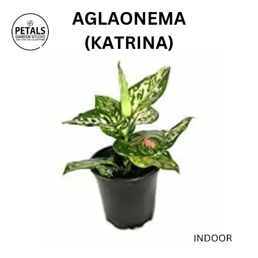 Aglaonema (Katrina)