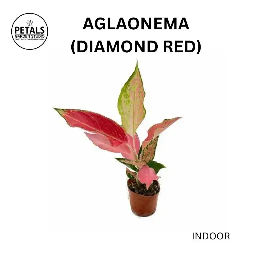 Aglaonema (Diamond Red)