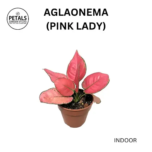 Aglaonema (Pink Lady)