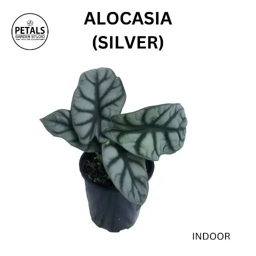 Alocasia (Silver)