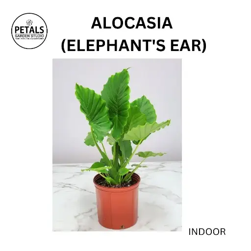 Alocasia (Elephant's Ear)