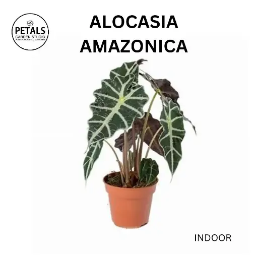 Alocasia Amazonica