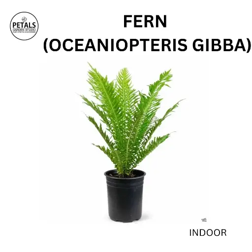 Fern (Oceaniopteris Gibba)
