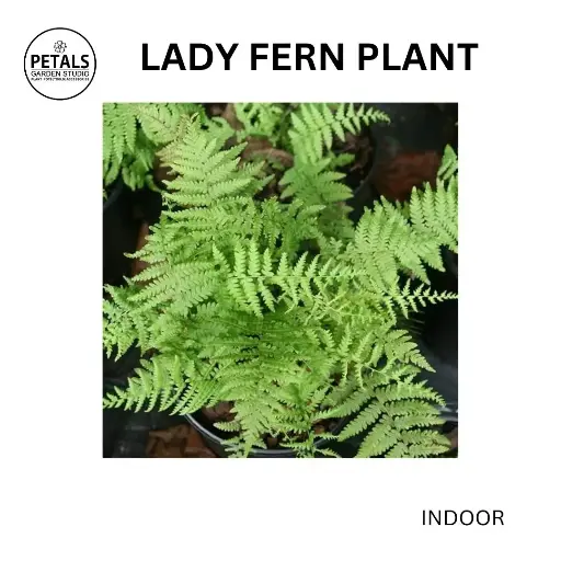 Lady Fern Plant