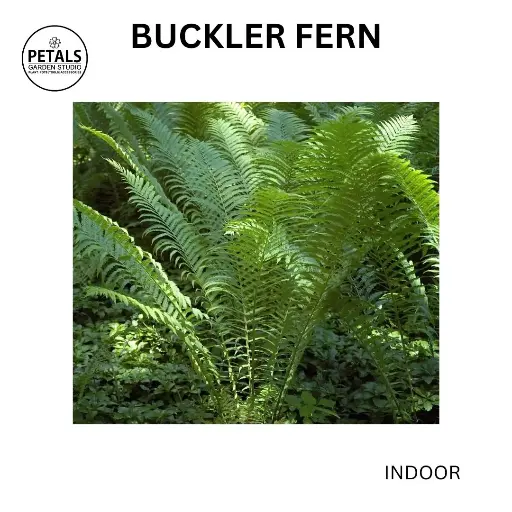 Buckler Fern