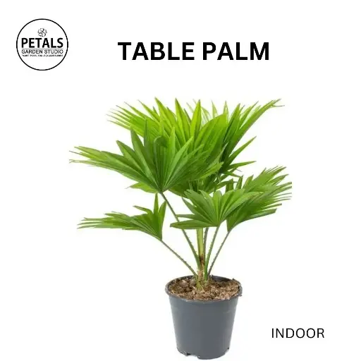 Table Palm