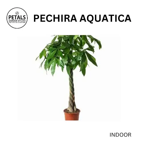 Pechira Aquatica