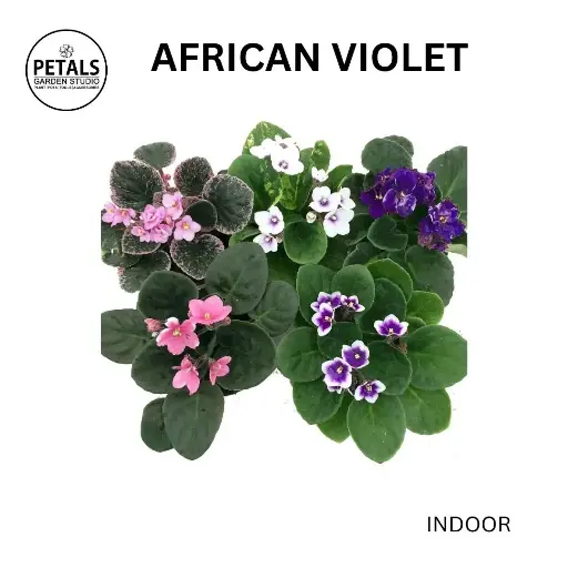 African Violet