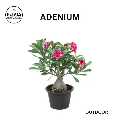 Adenium