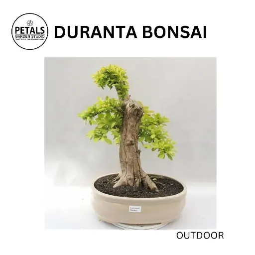 Duranta Bonsai