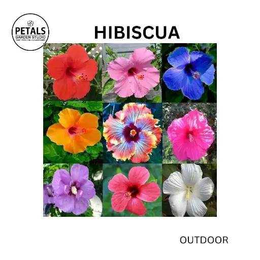 Hibiscus