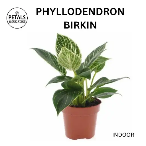 Phyllodendron Birkin