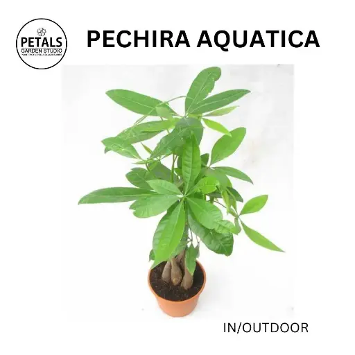 Pechira Aquatica
