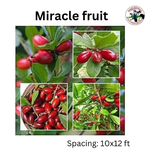 Miracle Fruit
