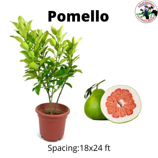 Pomello