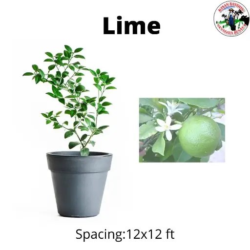 Lime