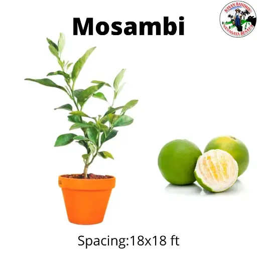Mosambi