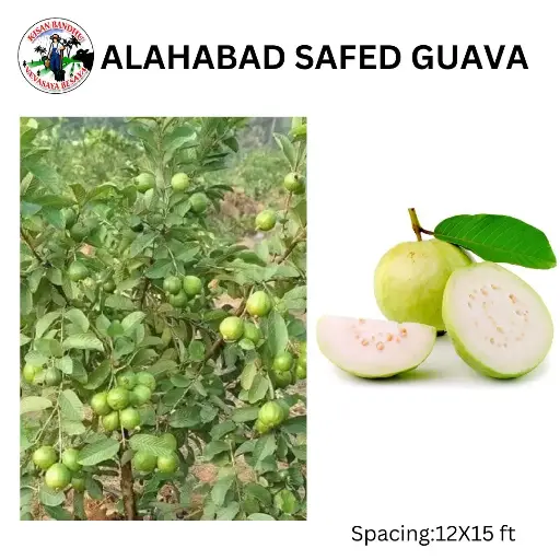 Allahabad Safed Guava