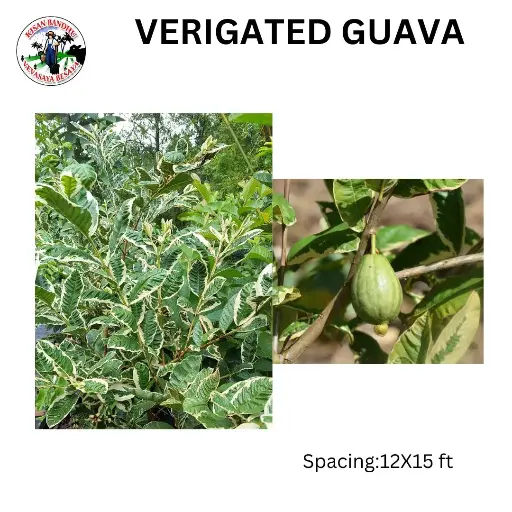 Verigated Guava