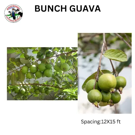 Bunch Guava