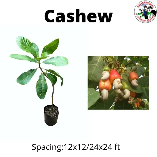 Cashew