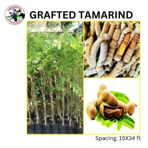 Grafted Tamarind