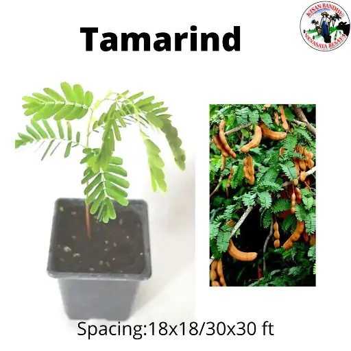 Tamarind
