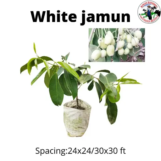 White Jamun