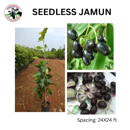 Seedless Jamun