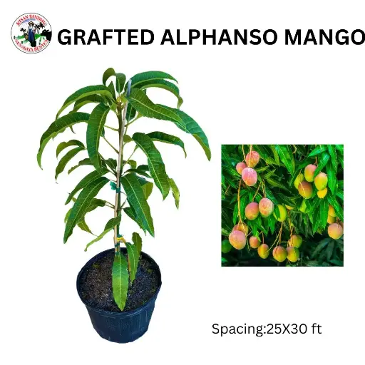 Grafted Alphonso Mango