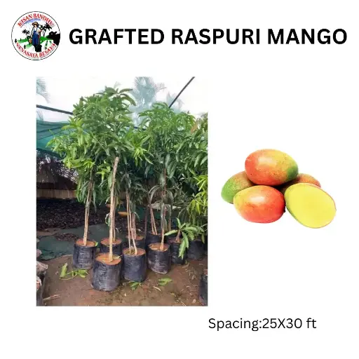 Grafted Raspuri Mango