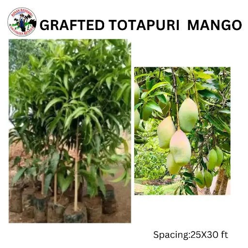 Grafted Totapuri Mango