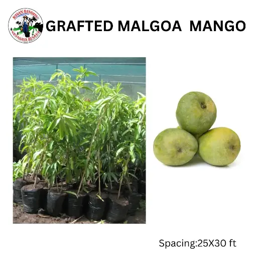 Grafted Malgoa Mango