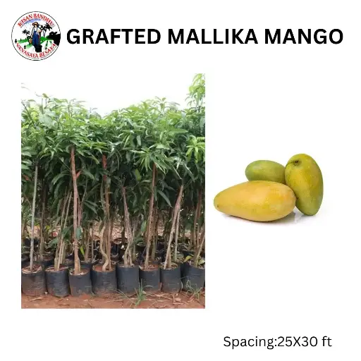 Grafted Mallika Mango