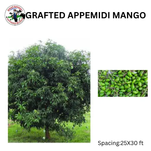 Grafted Appemidi Mango