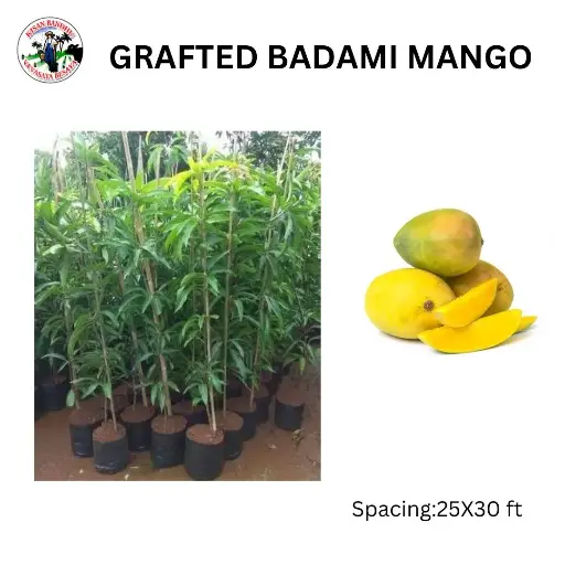 Grafted Badami Mango