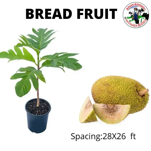Bread Fruit