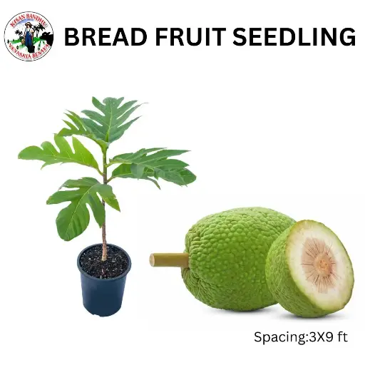 Bread Fruit Seedling