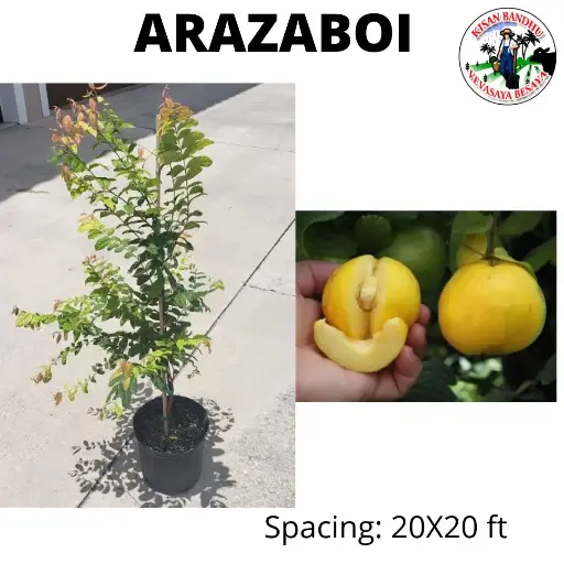 Arazaboi