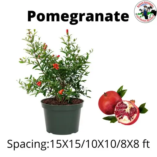 Pomegranate