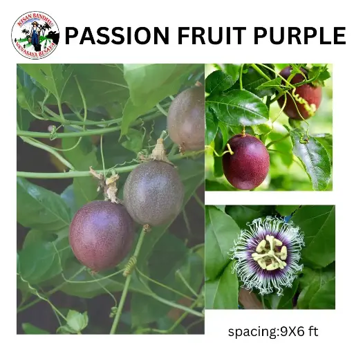 Passion Fruit Purple