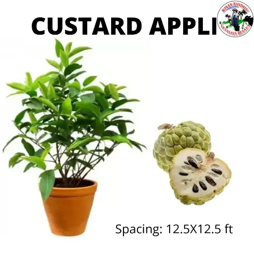 Custard Apple (Seetaphala)