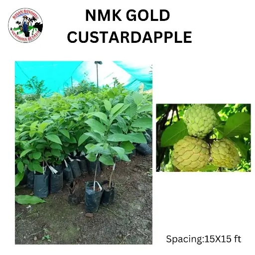 NMK Gold Custard Apple