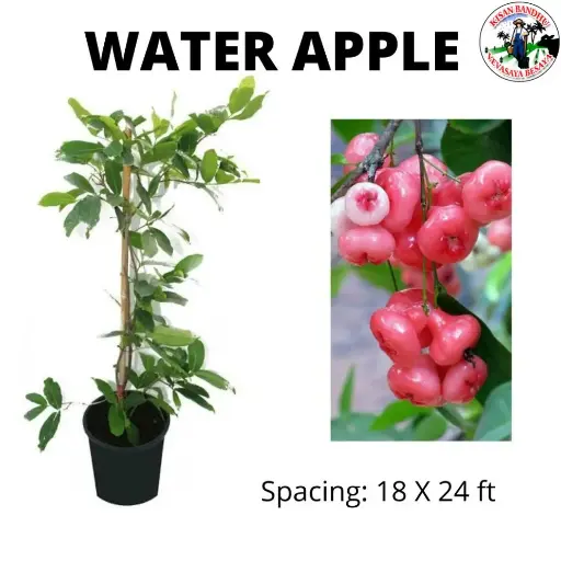 Water Apple