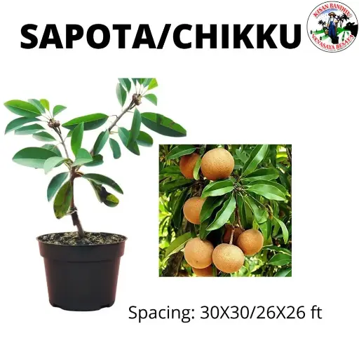 Sapota (Chikku)