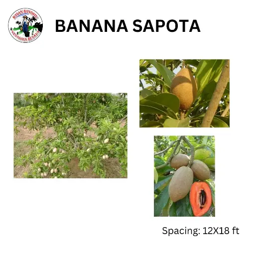 Banana Sapota